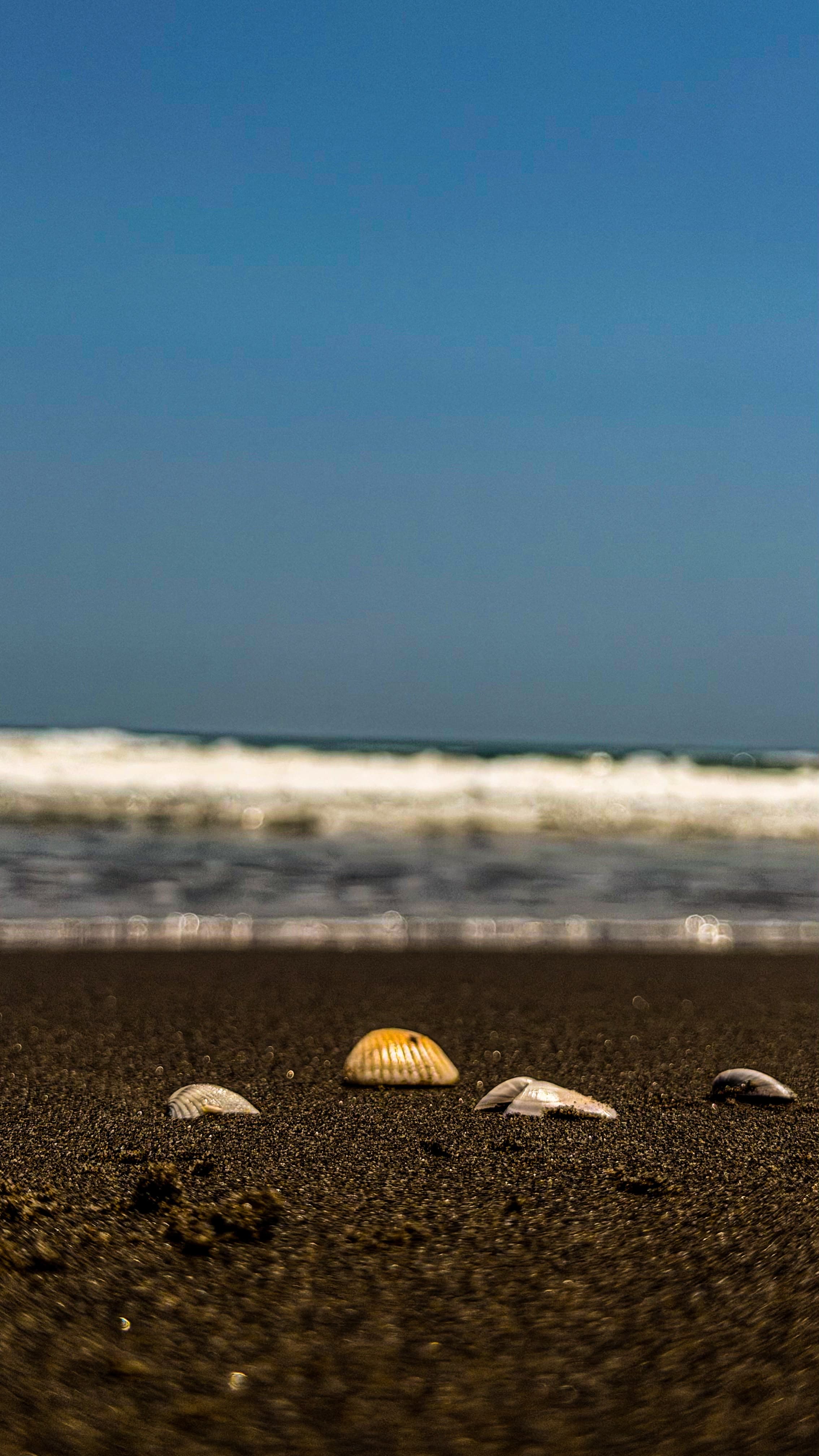Conchas en la arena de la playa de Tecolutla, con las olas de fondo