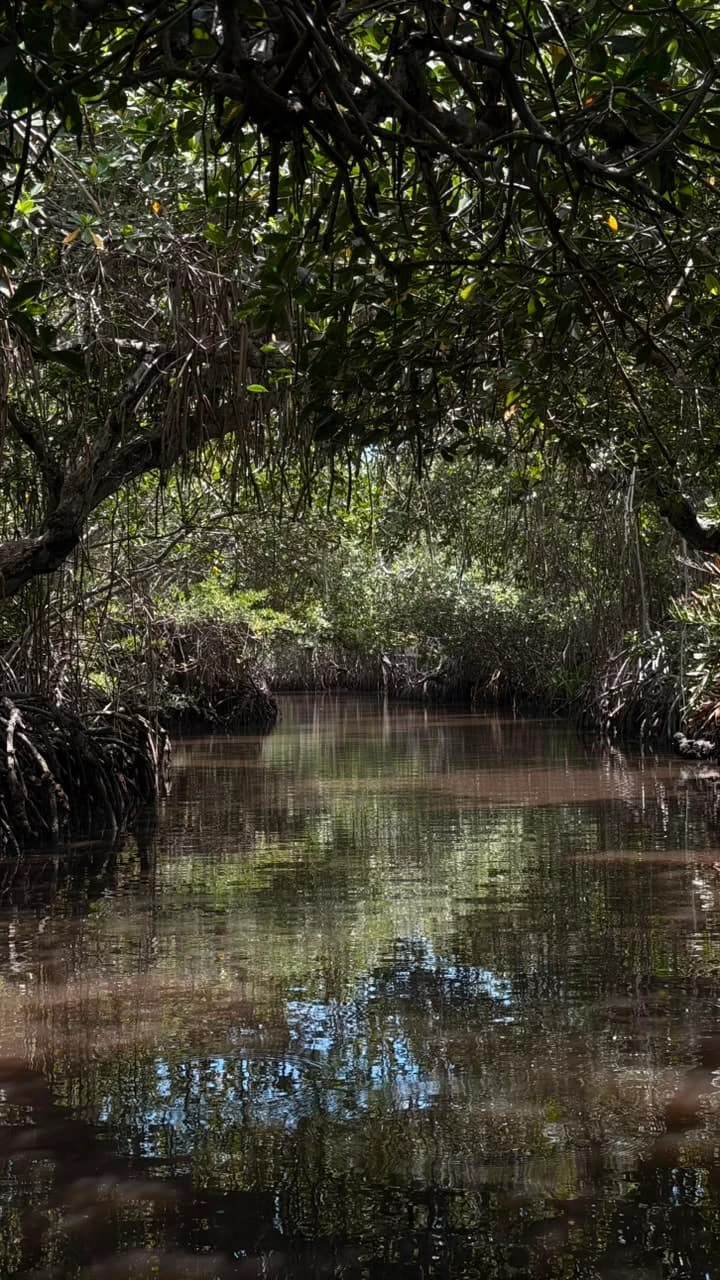 Túnel de manglar sobre el río de Tecolutla