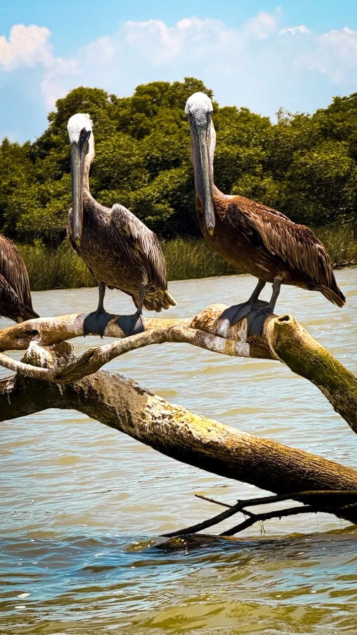 Pelícanos sobre el río de Tecolutla